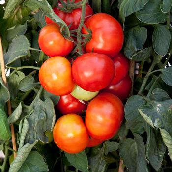 Beefsteak Tomato - Tomato 'Bush Beefsteak'