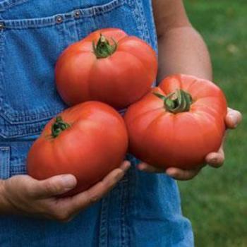 Beefsteak Tomato - Tomato 'Porterhouse'