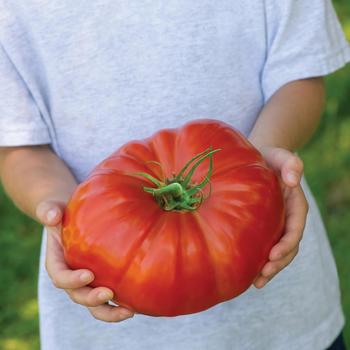 Beefsteak Tomato - Tomato 'Supersteak'