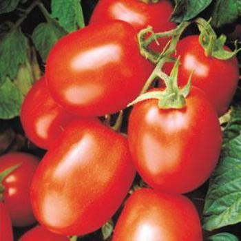 Sauce Tomato - Tomato 'Health Kick'