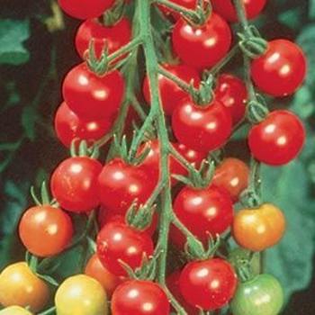 Cherry Tomato - Tomato 'Sweet 100'