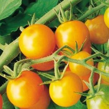 Cherry Tomato - Tomato 'Sungold'