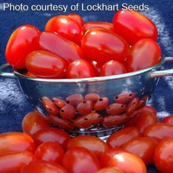 Grape Tomato - Tomato 'Red Grape'
