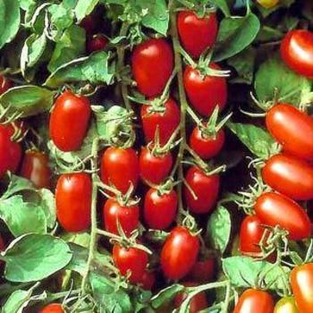 Grape Tomato - Tomato 'Juliet'