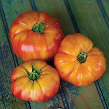 Heirloom Tomato - Tomato 'Big Rainbow'