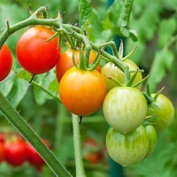 Cherry Tomato - Tomato 'Sweet Heart of the Patio'