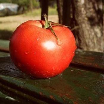 Heirloom Tomato - Tomato 'Moneymaker'