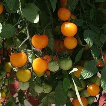 Cherry Tomato - Tomato 'Tumbling Tom Yellow'