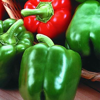 King Arthur Pepper - Pepper King Arthur