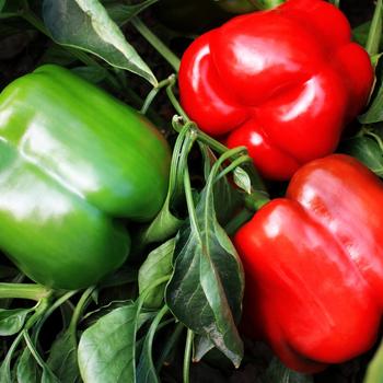 Sweet Bell Pepper - Pepper 'Majestic Red'