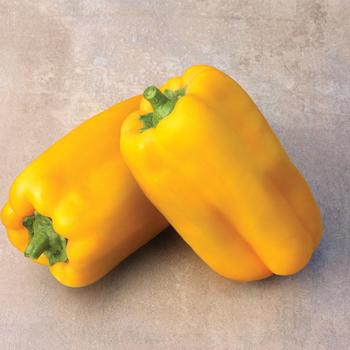 Sweet Bell Pepper - Pepper 'Midas'