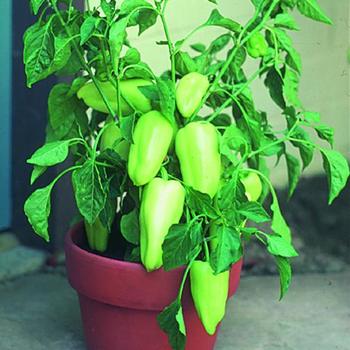 Gypsy Pepper - Pepper Gypsy