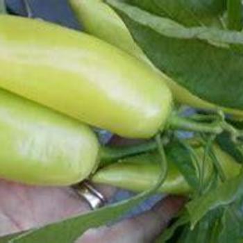 Hungarian Sweet Banana Pepper - Pepper Hungarian Sweet Banana