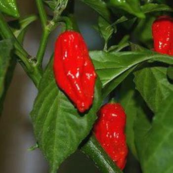 Bhut Jolokia Pepper - Pepper Bhut Jolokia