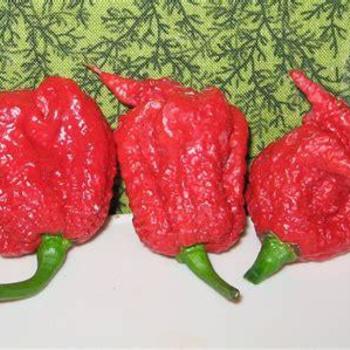 Carolina Reaper Pepper - Pepper Carolina Reaper