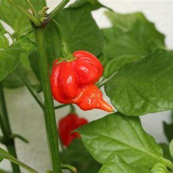Hot Pepper - Pepper 'Trinidad Scorpion'