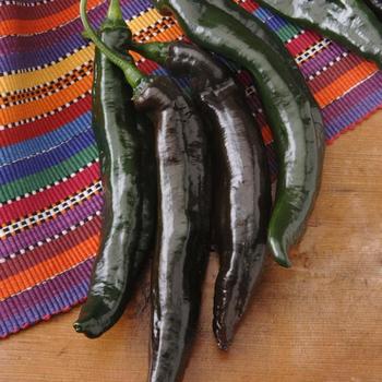 Hot Pepper - Pepper 'Holy Mole'