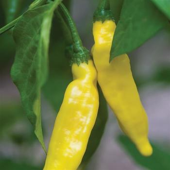 Hot Lemon Pepper - Pepper Hot Lemon