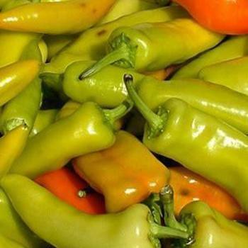 Hot Pepper - Pepper 'Hungarian Yellow Wax'