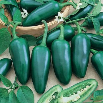 Jalapeno Pepper - Pepper Jalapeno