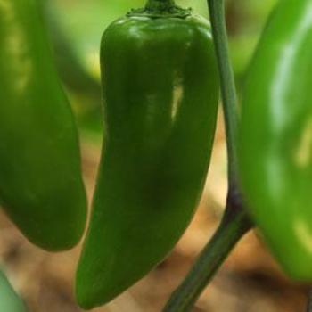 Jalapeno Gigante Pepper - Pepper Jalapeno Gigante