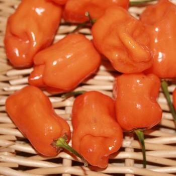 Habanero Pepper - Pepper Habanero