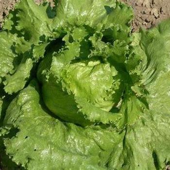 Latuca sativa - Lettuce 'Great Lakes'