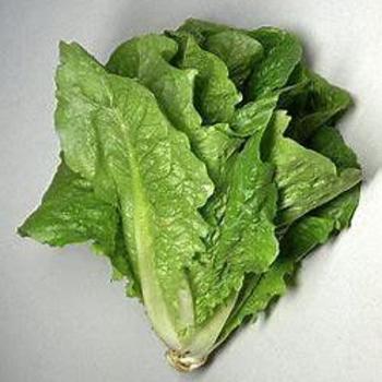 Latuca sativa (Romaine) - Lettuce 'Parris Island Cos'