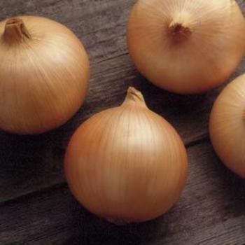 Allium cepa - Onion 'Candy'