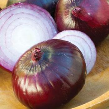 Allium cepa - Onion 'Ruby Red'