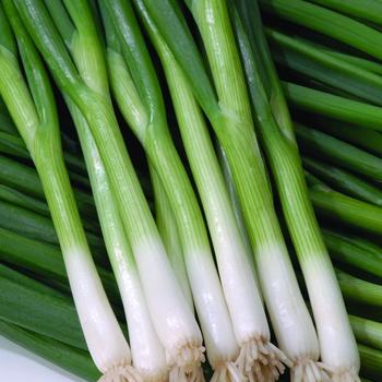 Green Banner Bunching Onion. - Onion Green Banner Bunching