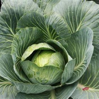 Danish Ball head Cabbage - Cabbage Danish Ball head