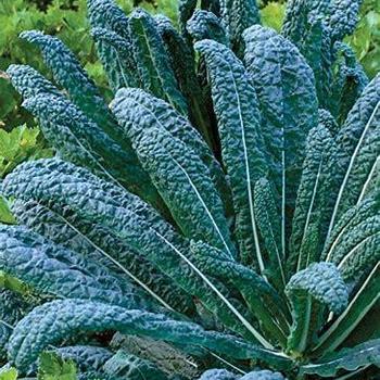 Black Magic Kale - Kale Black Magic