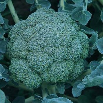 Arcadia Broccoli - Broccoli Arcadia