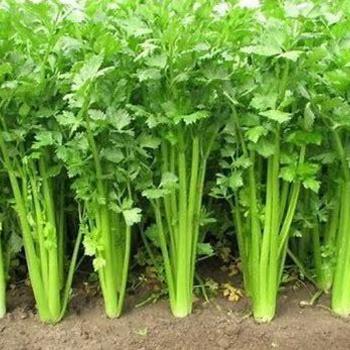 Apium graveolens - Celery 'Tango'