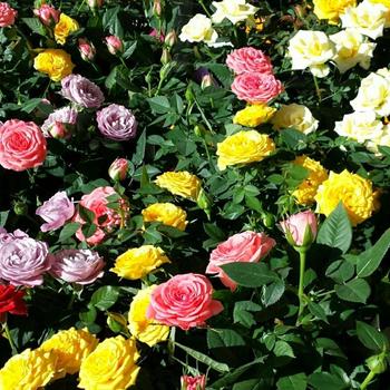 Rose - Rose 'Mini Mix'