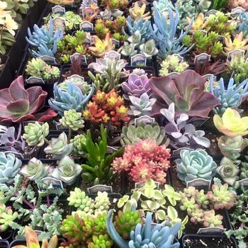 Assorted Varieties - Succulents