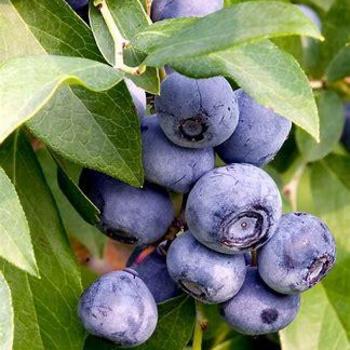 Vaccinium corymbosum - Blueberry 'Chandler'