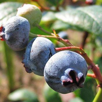 Vaccinium 'Patriot' - Blueberry 'Patriot'