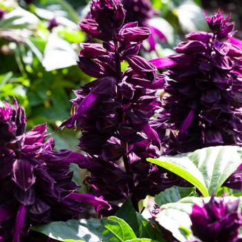 Salvia splendens - Salvia 'Mojave Purple'