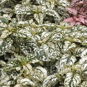 Hypoestes phyllostachya - Polka Dot Plant