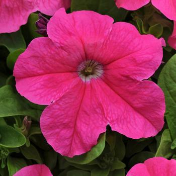 Petunia hybrid - Petunia 'Sunpassion Candy Pink'
