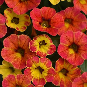 Calibrachoa hybrida - Cabaret® 'Diva Orange'