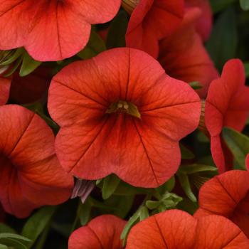 Calibrachoa (Million Bells) - Calibrachoa 'Cabaret Orange'