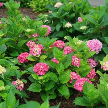 Hydrangea macrophylla - Let's Dance Big Band®