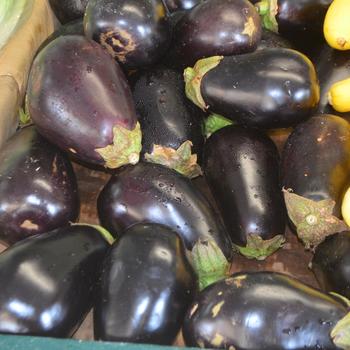 Solanum melongena - Eggplant 'Classic'