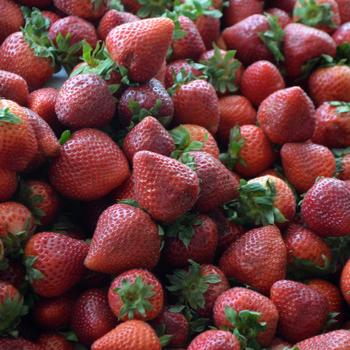 Fragaria - Strawberry 'Everbearing'