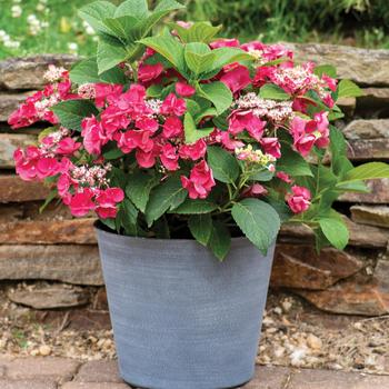 Hydrangea macrophylla - Hydrangea 'Endless Summer Twist-n-Shout'