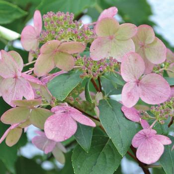 Hydrangea paniculata - Hydrangea 'Early Evolution'