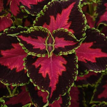 Solenostemon scutellarioides - Coleus 'Heartbreaker'